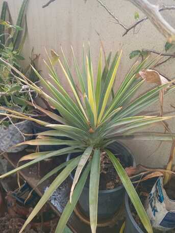 Khobar, Farm & Garden, SAR 1,  Semi Indoor Plants---