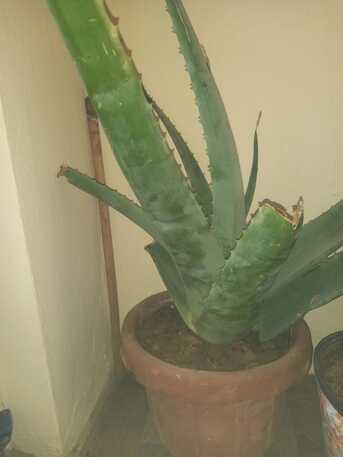 Khobar, Farm & Garden, SAR 1,  Semi Indoor Plants---