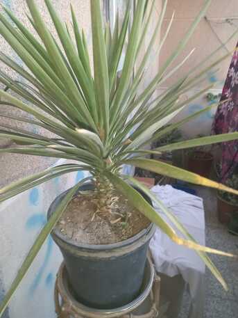 Khobar, Farm & Garden, SAR 1,  Semi Indoor Plants---