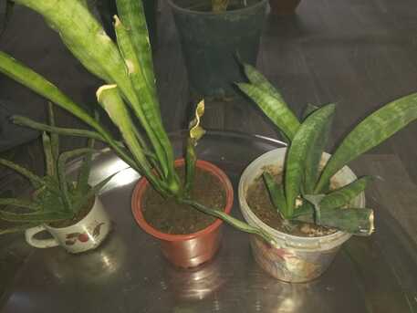 Dammam, Farm & Garden, SAR 1,  Indoor/ Out Door Plants (Live/ Original)