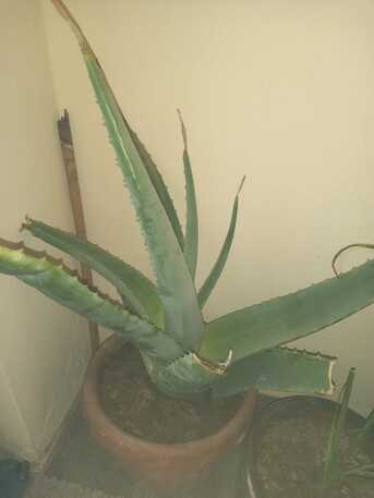 Dammam, Farm & Garden, SAR 1,  Indoor/ Out Door Plants (Live/ Original)