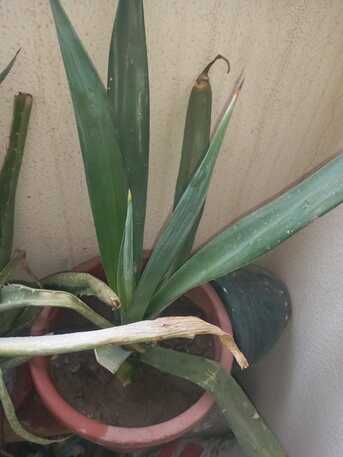 Dammam, Farm & Garden, SAR 1,  Indoor/ Out Door Plants (Live/ Original)