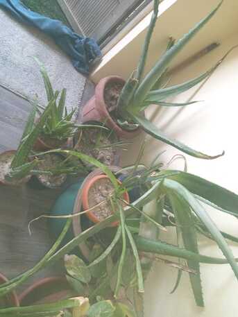 Dammam, Farm & Garden, SAR 1,  Indoor/ Out Door Plants (Live/ Original)