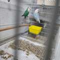 SAR 1500,  Rose & Budgie Birds For Sale (Breeding Pairs Complete Setup)