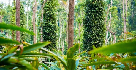 Kuala Lumpur, Travel, Kerala Free & Easy Package 5 Days 4 Nights From Malaysia