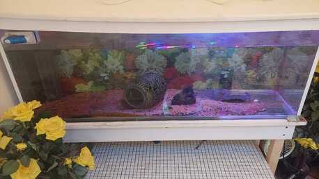 Hara, Appliances, SAR 1,  Big Fish Tanks 3No With Fishes