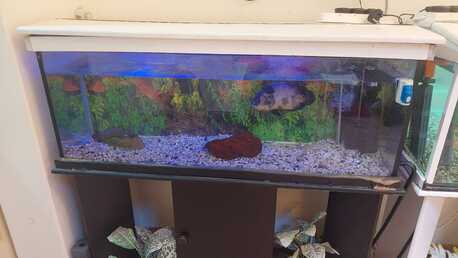 Hara, Appliances, SAR 1,  Aquarium & Fishes For Sale