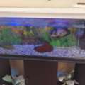 SAR 1,  Aquarium & Fishes For Sale