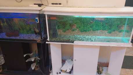 Hara, Appliances, SAR 1,  Aquarium & Fishes For Sale