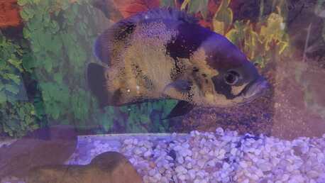 Hara, Appliances, SAR 1,  Aquarium & Fishes For Sale