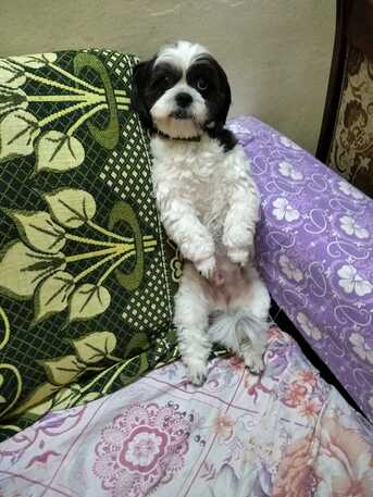 Manama, Pet Adoption, Title: Beautiful Shih Tzu (Black & White) Looking For New Loving Home