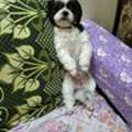 Title: Beautiful Shih Tzu (Black & White) Looking For New Loving Home