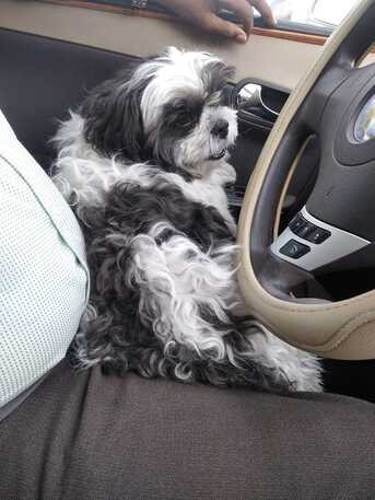 Manama, Pet Adoption, Title: Beautiful Shih Tzu (Black & White) Looking For New Loving Home