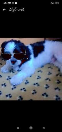 Manama, Pet Adoption, Title: Beautiful Shih Tzu (Black & White) Looking For New Loving Home