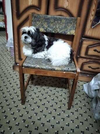 Manama, Pet Adoption, Title: Beautiful Shih Tzu (Black & White) Looking For New Loving Home