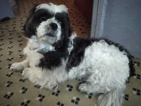 Manama, Pet Adoption, Title: Beautiful Shih Tzu (Black & White) Looking For New Loving Home
