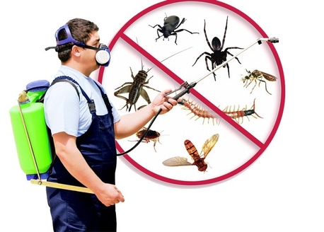 Mahooz, Pest Control, Unique Pest Control And Cleaning Cmp Bahrain  Pest Control Bahrain #cockroaches # Bedbugs