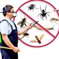 Unique Pest Control And Cleaning Cmp Bahrain  Pest Control Bahrain #cockroaches # Bedbugs