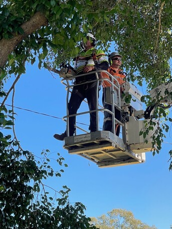 Brisbane, Farm/Garden, Tree Removal Wynnum