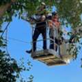Tree Removal Wynnum