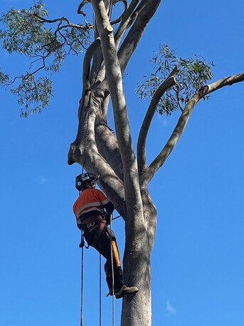 Brisbane, Farm/Garden, Tree Lopping  Burpengary