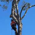 Tree Lopping  Burpengary