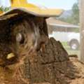 Stump Removal Brisbane