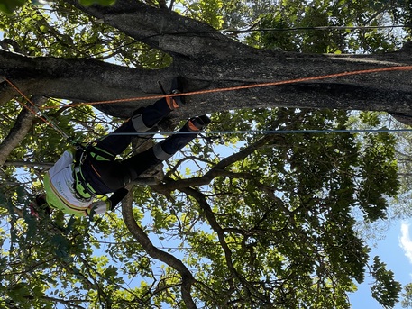 Brisbane, Farm/Garden, Tree Lopping Services In Brisbane