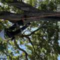 Tree Lopping Services In Brisbane