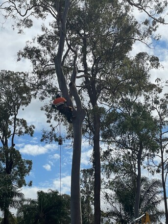 Brisbane, Farm/Garden, Tree Lopping Logan City