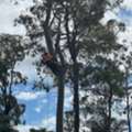 Tree Lopping Logan City