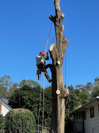 Sydney, Farm/Garden, Tree Services Sydney