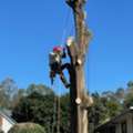 Tree Services Sydney
