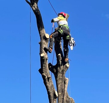 Sydney, Farm/Garden, Tree Services Sydney