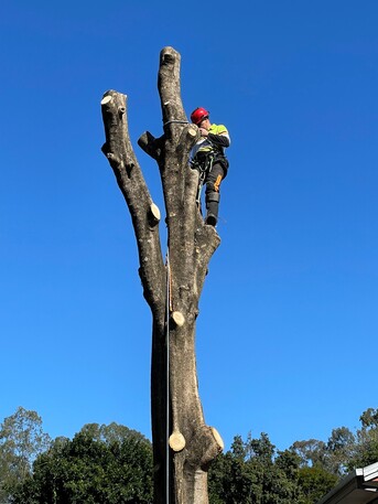 Sydney, Farm/Garden, Tree Services Sydney