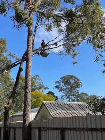 Sydney, Farm/Garden, Tree Services Sydney