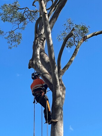 Sydney, Farm/Garden, Tree Services In Sydney