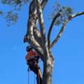 Tree Services In Sydney