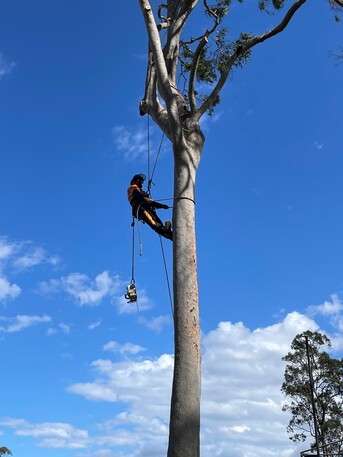 Sydney, Farm/Garden, Tree Services In Sydney