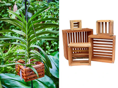New York, Farm & Garden, USD 14,  Vanda Basket: For Strong Roots And Elegant Orchid Care