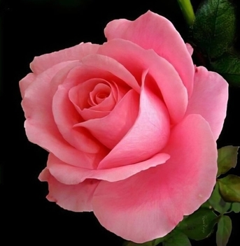 Jubail, Apartments/Houses, SAR 1/month,  1 BR,  1-BKH, 2-BKH Furnished/Unfurnished Family/Bachelor Flats.{Check Availability Below}