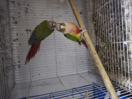 Dammam, Pet Supplies, SAR 700,  Pineapple Conure Breeding Pair.