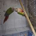 SAR 700,  Pineapple Conure Breeding Pair.