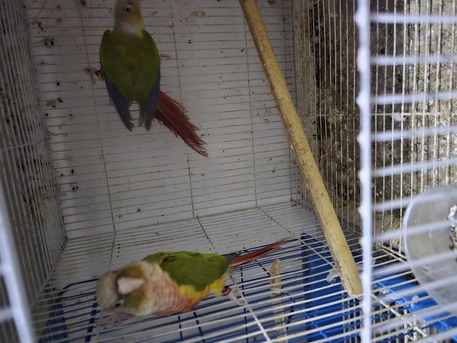Dammam, Pet Supplies, SAR 700,  Pineapple Conure Breeding Pair.