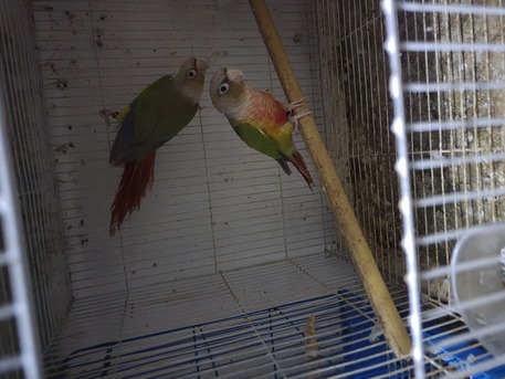 Dammam, Pet Supplies, SAR 700,  Pineapple Conure Breeding Pair.