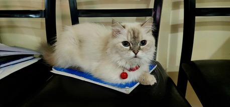 Zinj, Pet Adoption, CAT For Adoption