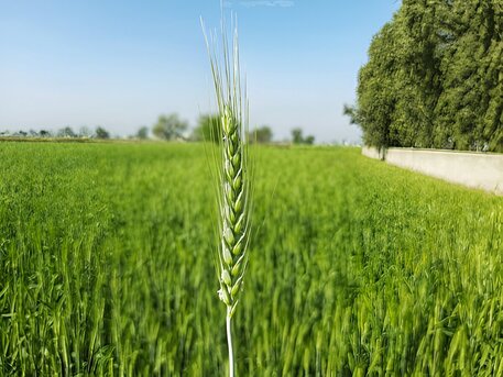 Mumbai, Local News, Rabi Crops Are Grown In Which Month