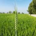 Rabi Crops Are Grown In Which Month
