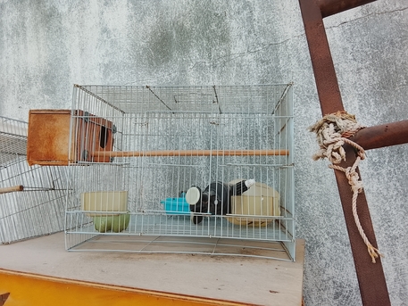 Khobar, Pet Supplies, SAR 300,  Bird Cage