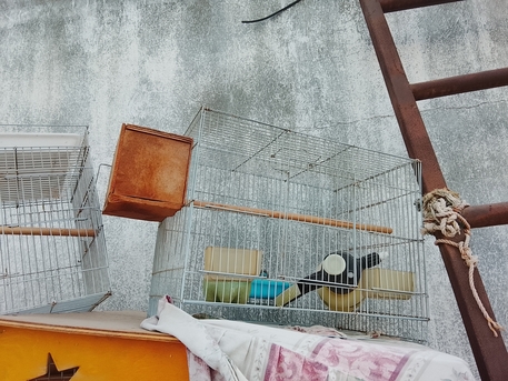Khobar, Pet Supplies, SAR 300,  Bird Cage